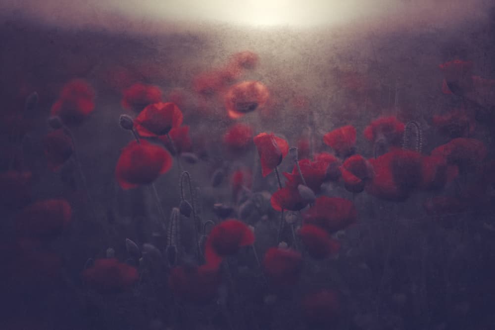 Dreamy Poppy Field by Farid Kazamil — canvas wall art