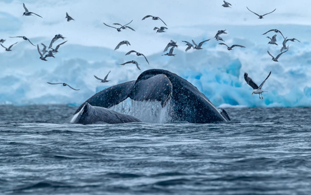 Wild Whale Arctic Waters by Jiahong Zeng — canvas wall art