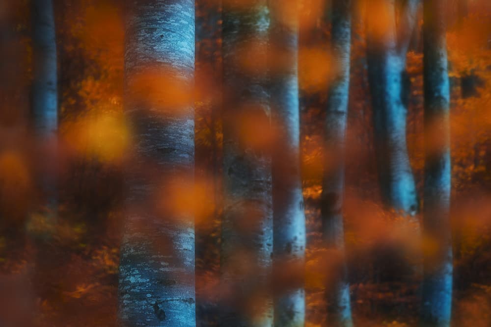 Vibrant Autumn Forest by Szabo Zsolt Andras — canvas wall art