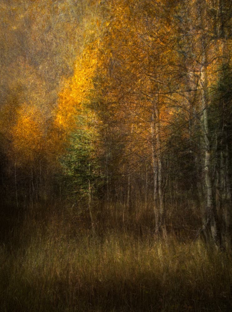 Golden Autumn Forest by Roxana Labagnara — canvas wall art