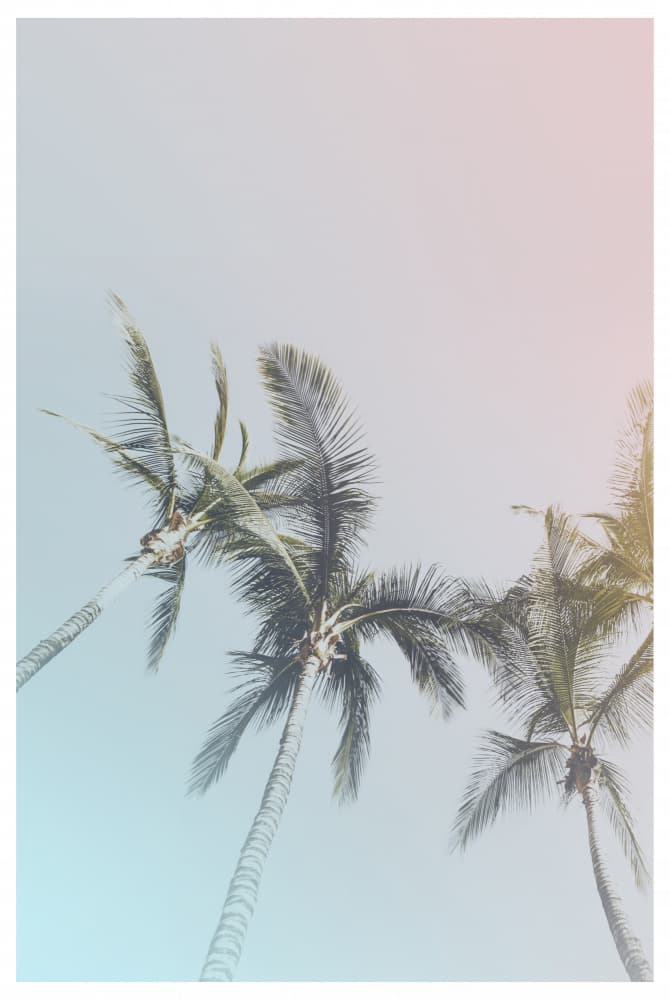 Pastel Palms Bliss by THE MIUUS STUDIO — canvas wall art