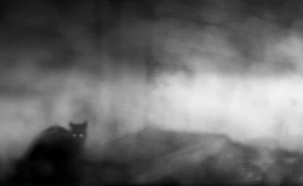 Ghostly Black Cat by Tudor Thomas — canvas wall art