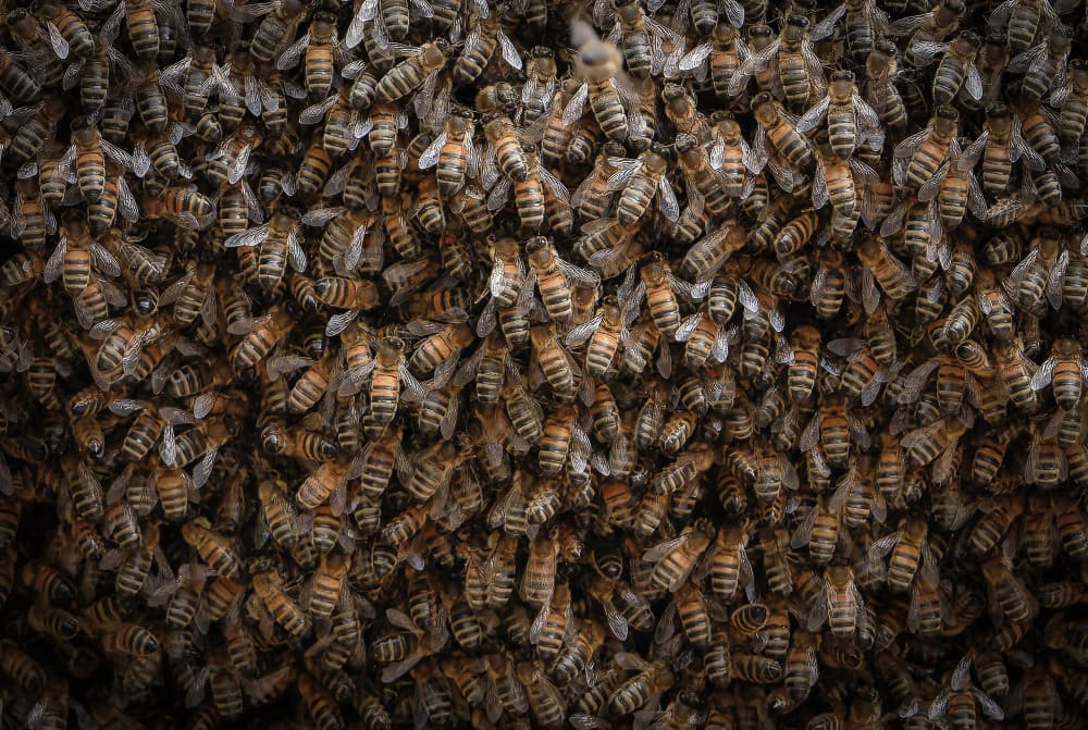 Golden Bee Colony by Michel Romaggi — canvas wall art