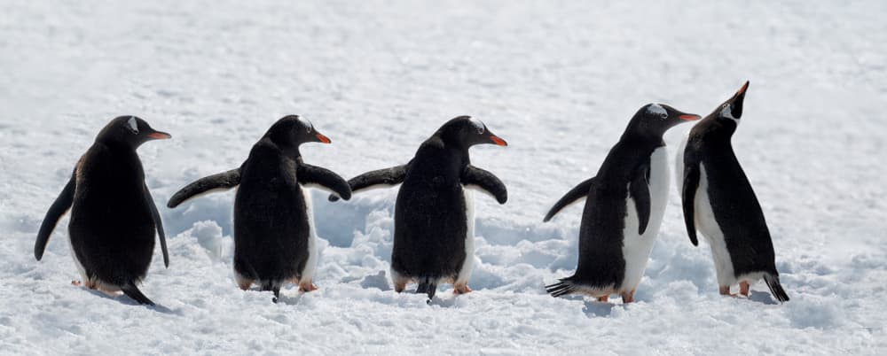 Penguins on a Snowy Walk by Chuanxu Ren — canvas wall art