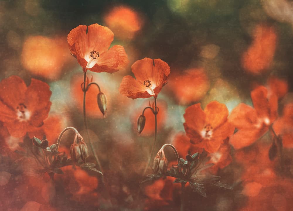 Soft Orange Poppies by Nikki Georgieva V E G A N I K — canvas wall art