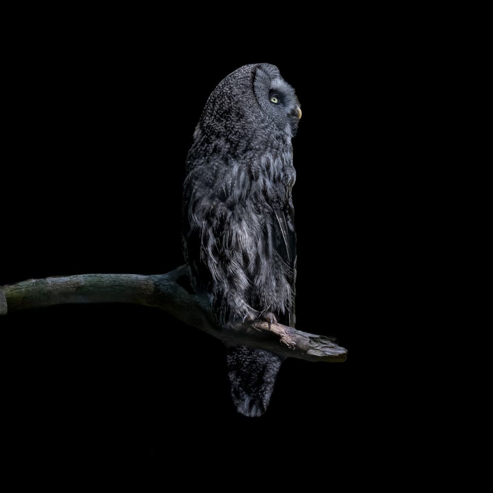 Great Grey Owl Gaze by Georgios Tsikiridis — canvas wall art