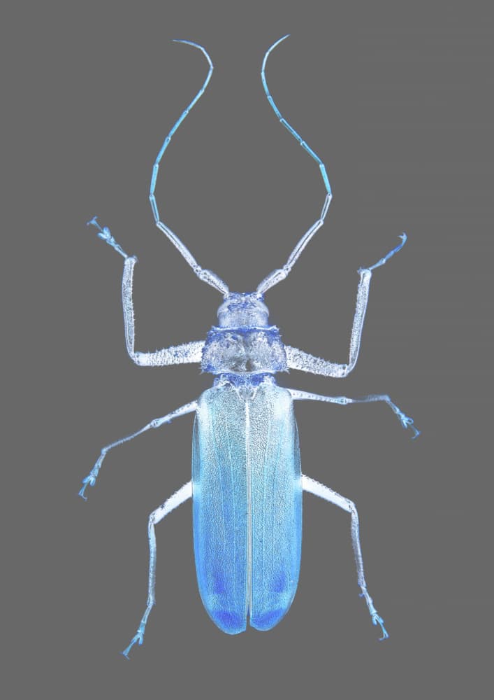 Neon Beetle Elegance by Shot by Clint — canvas wall art