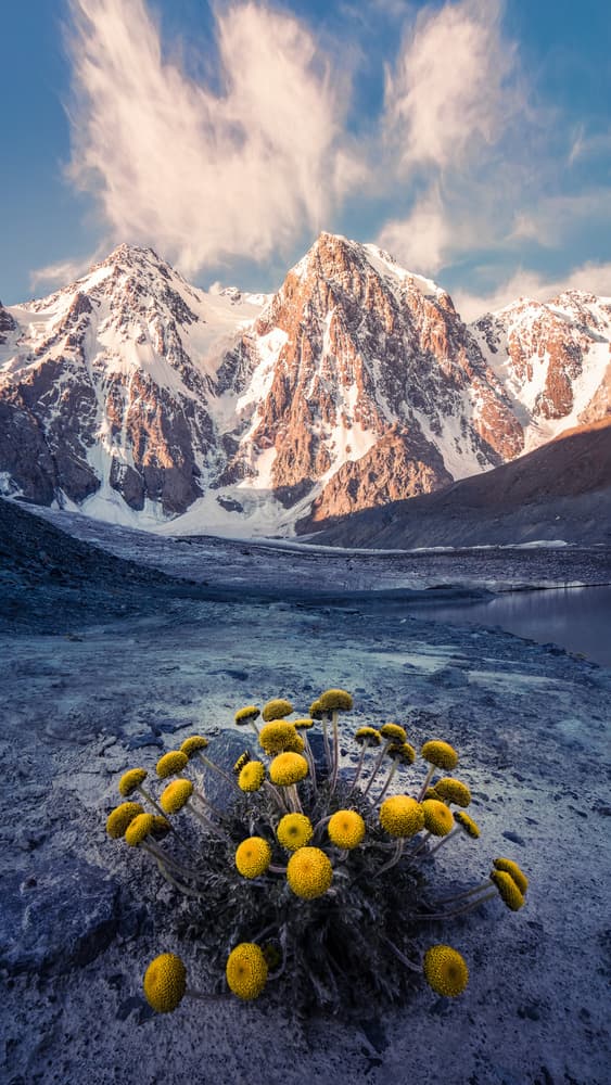 Yellow Alpine Bloom by qiye — canvas wall art