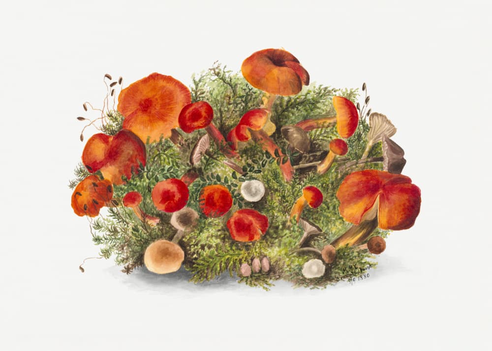 Study of Mushrooms (1880) Horizontal by Mary Vaux Walcott — canvas wall art
