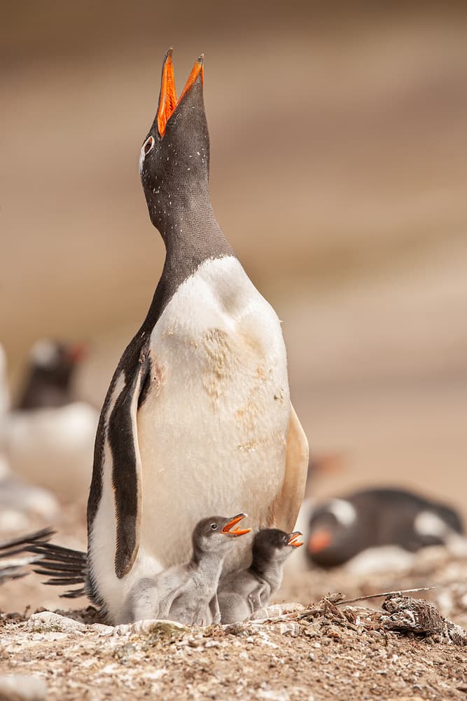 Calling Penguin Family by Joan Gil Raga — canvas wall art