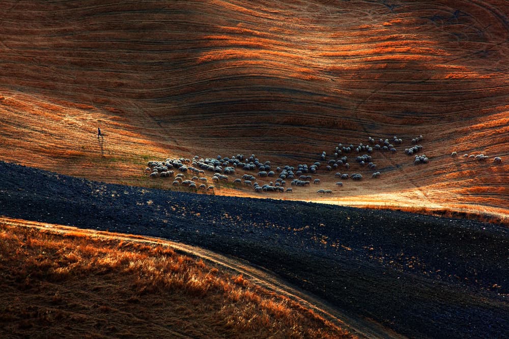 Golden Hills with Sheep by Massimo Della Latta — canvas wall art