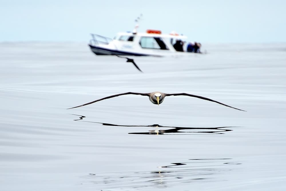 Ocean Bird Flight by Yair Tzur — canvas wall art