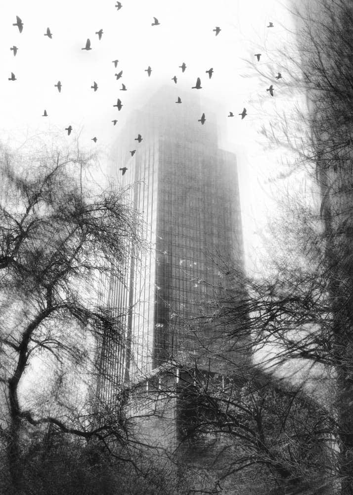 Misty City Birds by Pawel Kado — canvas wall art