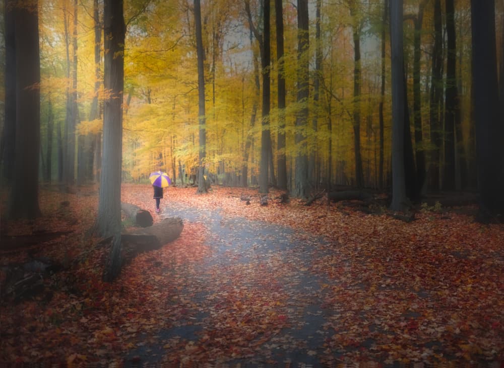 Dreamy Autumn Walk by Ling  Lu — canvas wall art