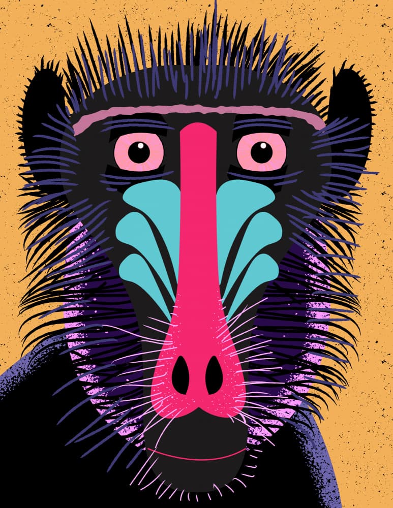Colorful Mandrill Portrait by Nicholas — canvas wall art