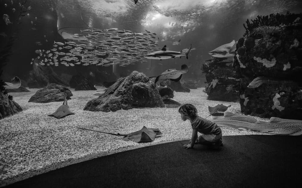 Little Boy Big Aquarium by Carlos_Grury_Santos — canvas wall art