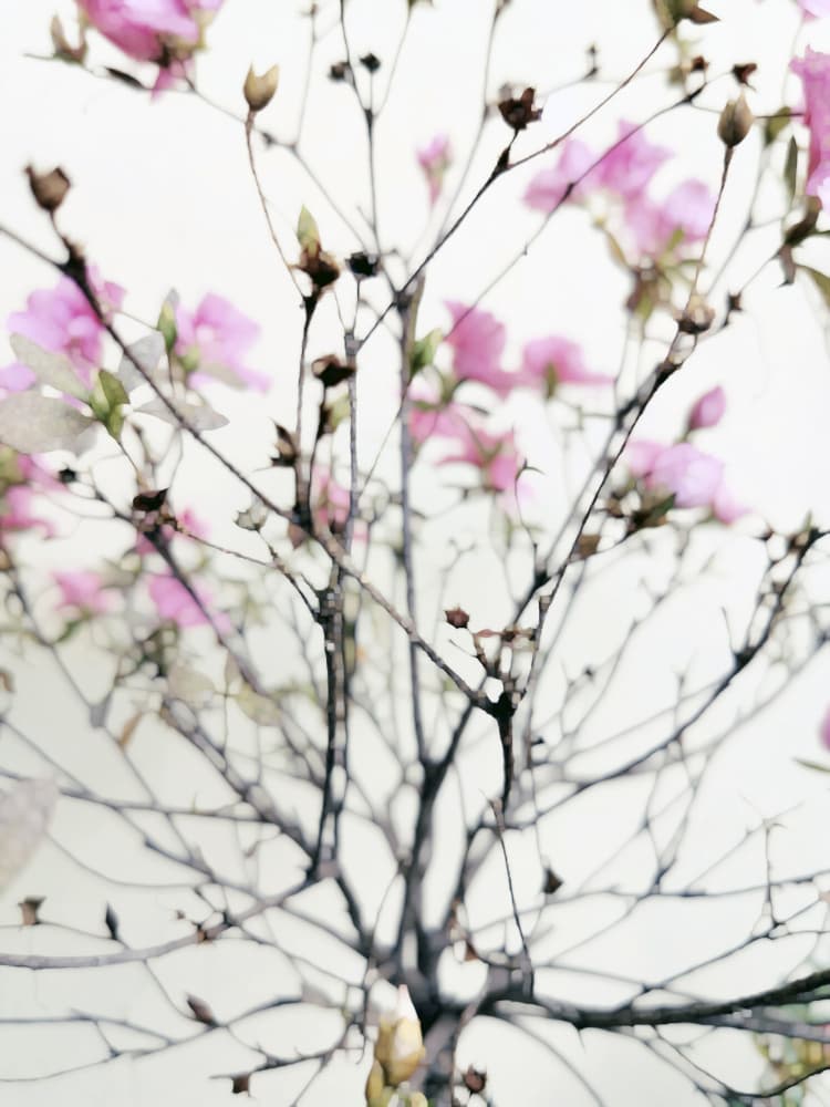 Gentle Spring Blooms by Angelo Cerantola — canvas wall art