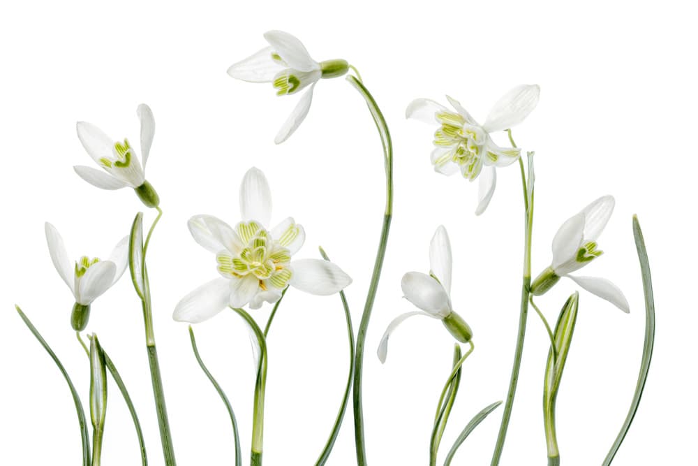 Spring Snowdrops by Mandy Disher — canvas wall art