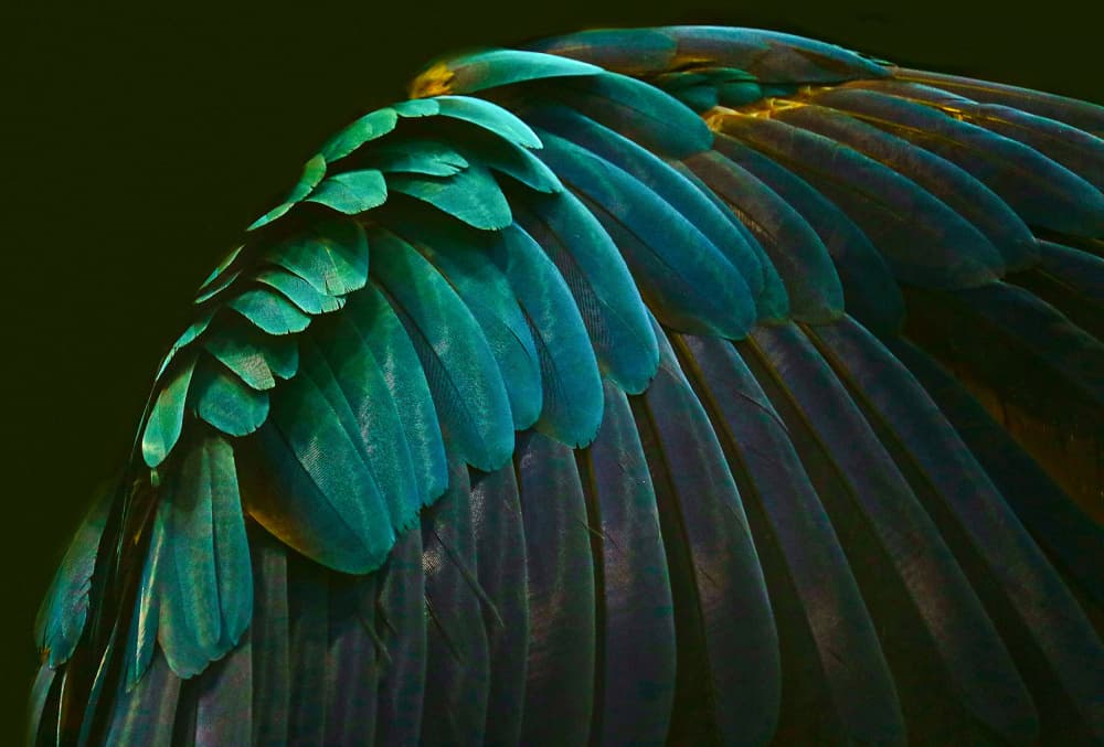 Iridescent Bird Wing by Robin Wechsler — canvas wall art