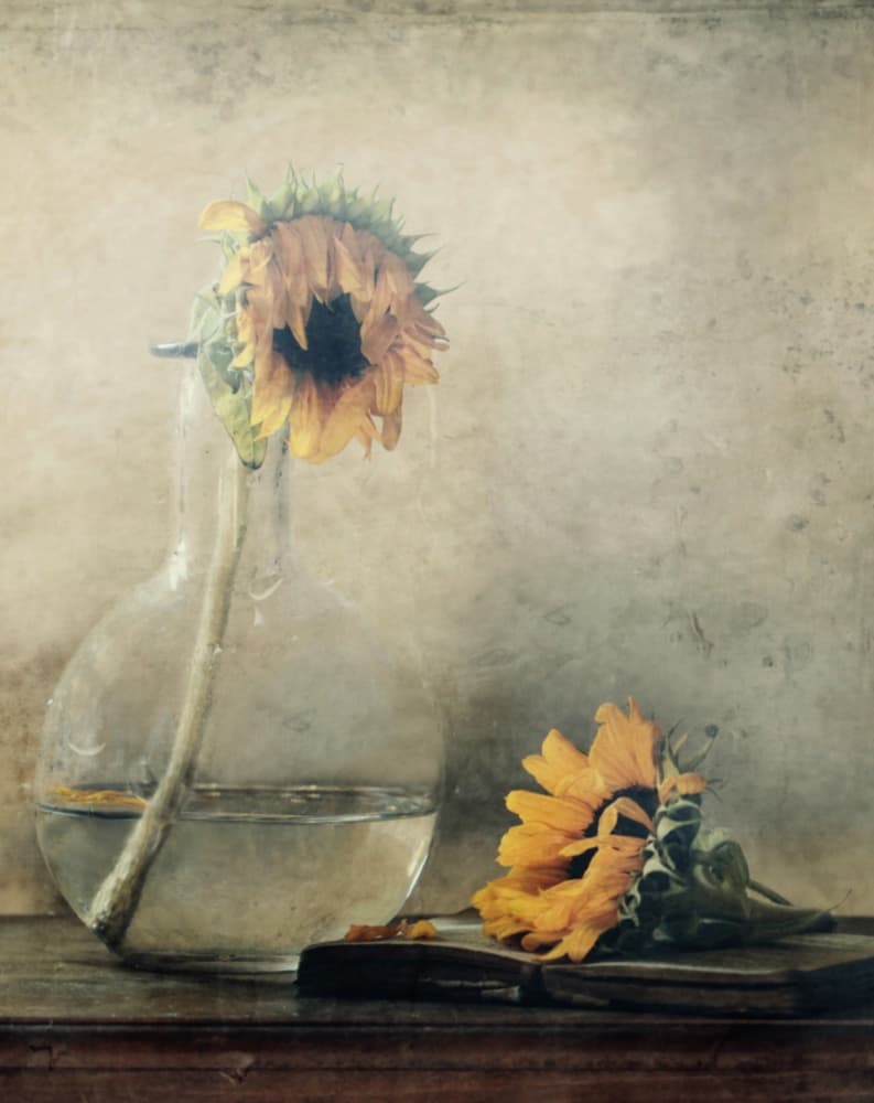 Golden Fading Sunflowers by Delphine Devos — canvas wall art