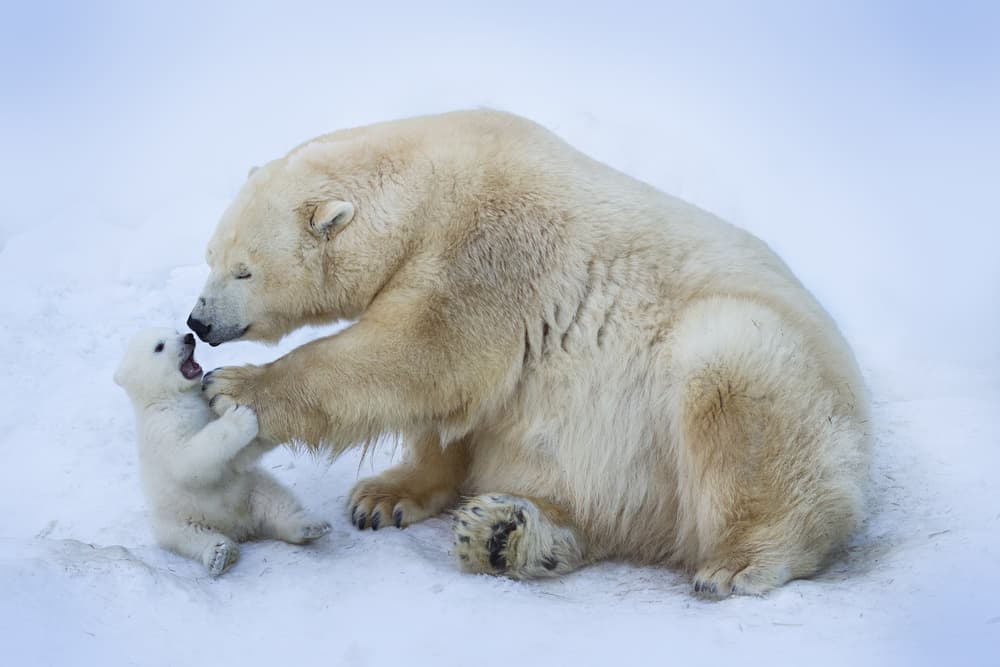 Playful Polar Bears by Anton Belovodchenko — canvas wall art