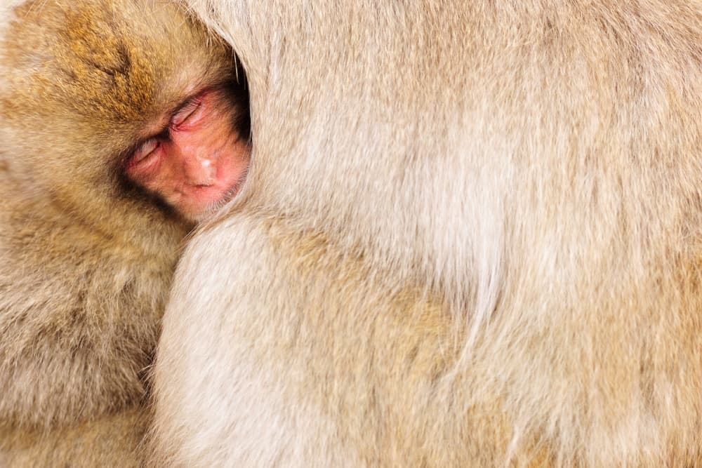 Cozy Baby Monkey Sleep by Yves Adams — canvas wall art