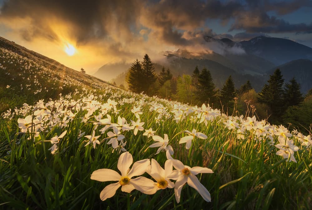 Flowering Mountain Sunrise by Ales Komovec — canvas wall art