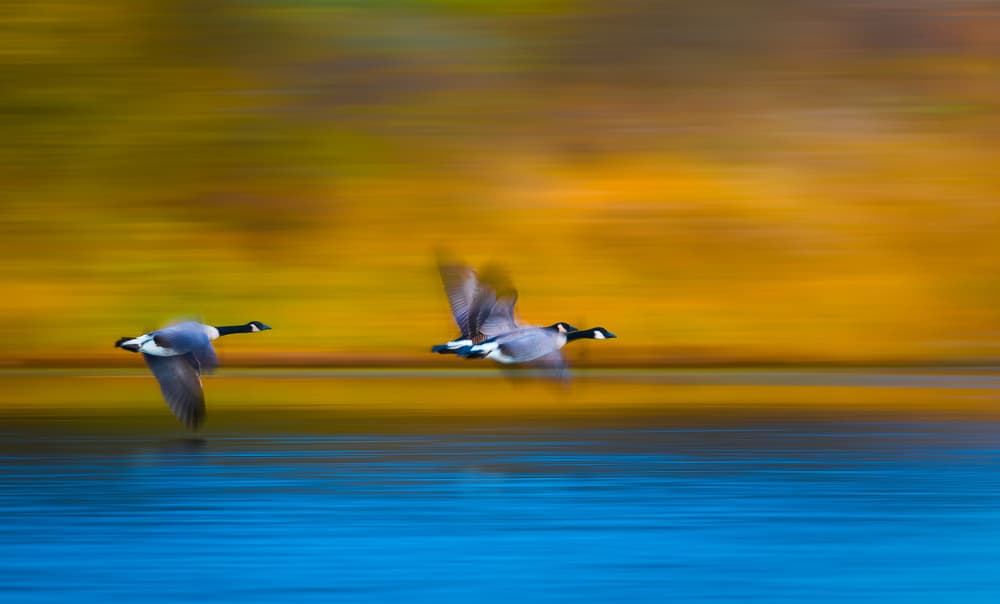 Vibrant Autumn Geese Flight by Kevin Wang — canvas wall art