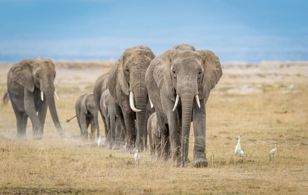 African Elephant Walk by Jeffrey C. Sink — canvas wall art