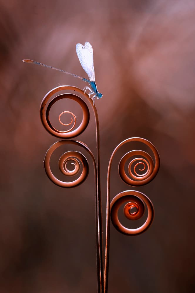 Elegant Spiral Damselfly by Edy Pamungkas — canvas wall art