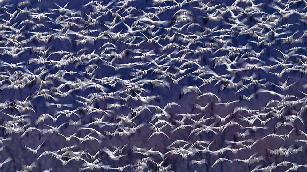 Snow Geese Flight by Tao Huang — canvas wall art