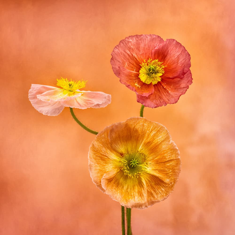 Vibrant Poppy Trio by Cheryl Eagers — canvas wall art