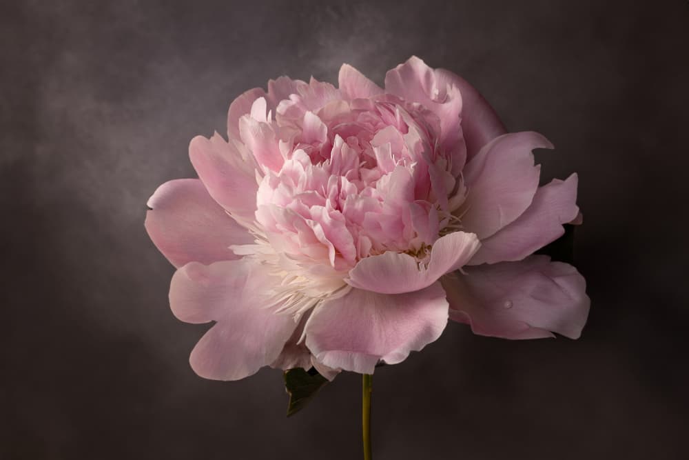 Elegant Pink Peony by Mirjam Fischer — canvas wall art