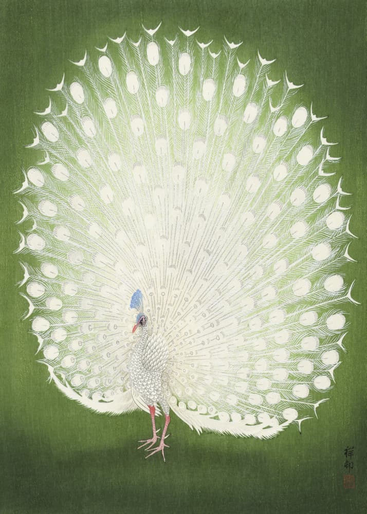 Peacock 50x70 by Ohara Koson — canvas wall art