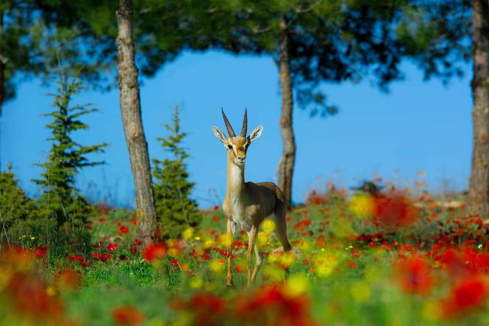 Graceful Gazelle in Flowers by Faris Saieda — canvas wall art