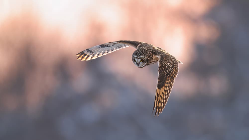 Graceful Owl in Flight by Gavin Lam — canvas wall art