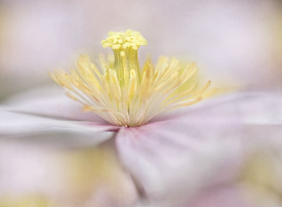 Montana by Mandy Disher — canvas wall art