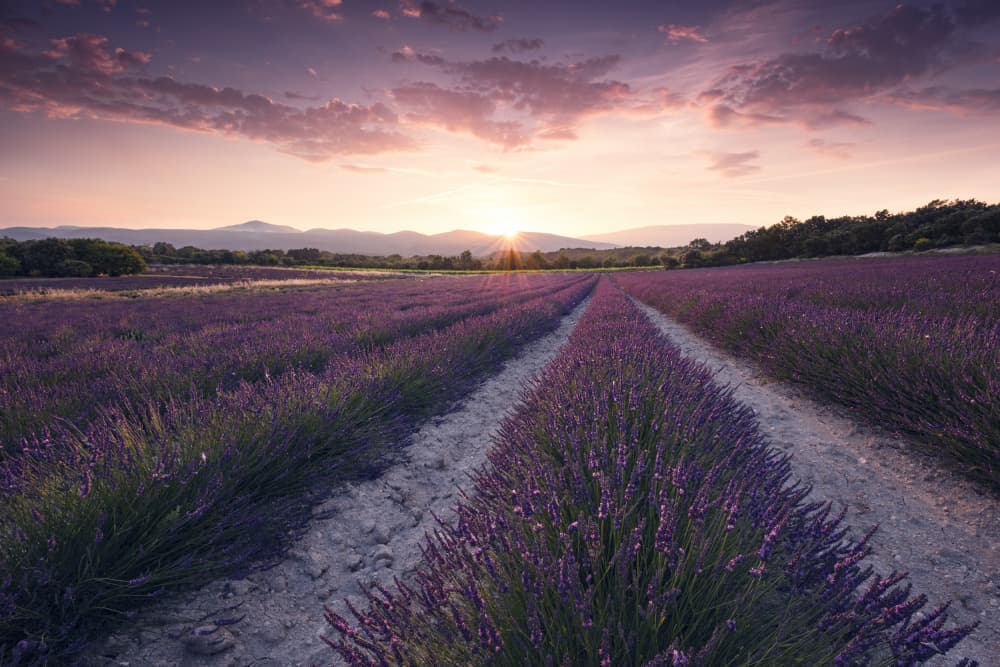 Purple Provence by Stefan Hefele — canvas wall art