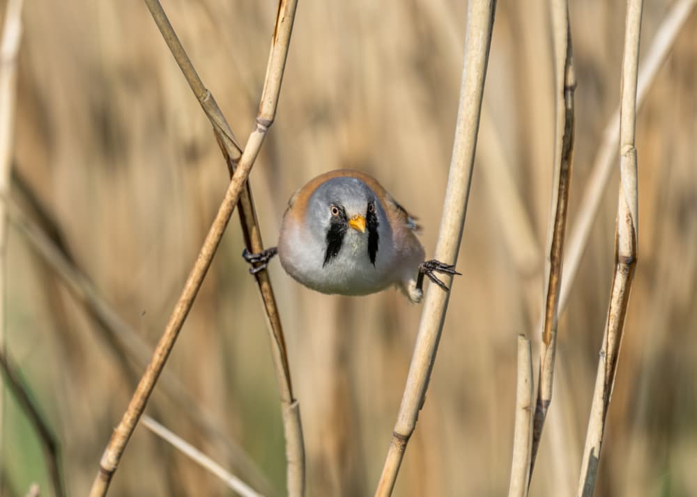 Bearded Tit on Reeds by Christiane Heggemann — canvas wall art