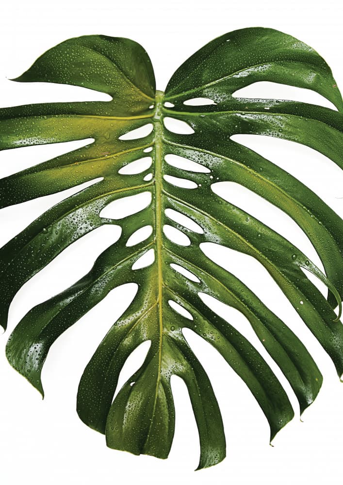 Verdant Monstera Leaf by Shot by Clint — canvas wall art