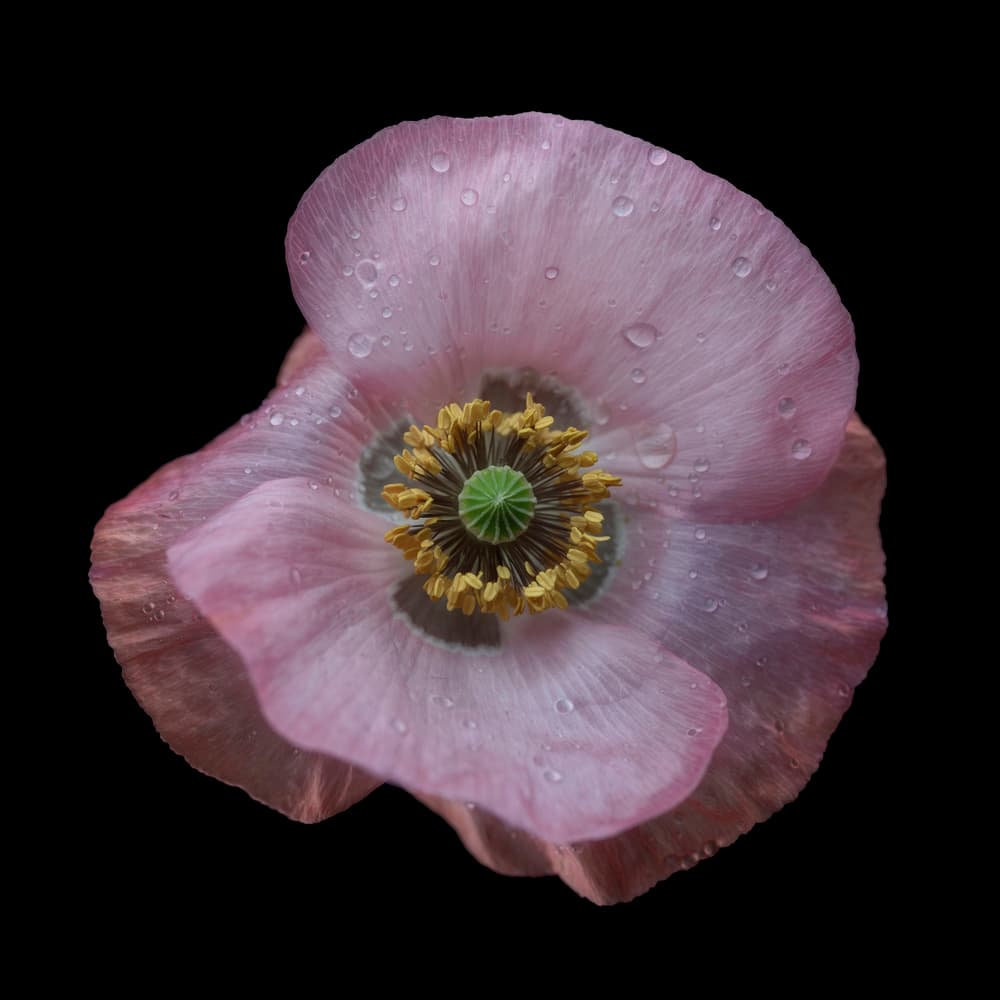 Delicate Pink Poppy Bloom by Lotte Grønkjær — canvas wall art
