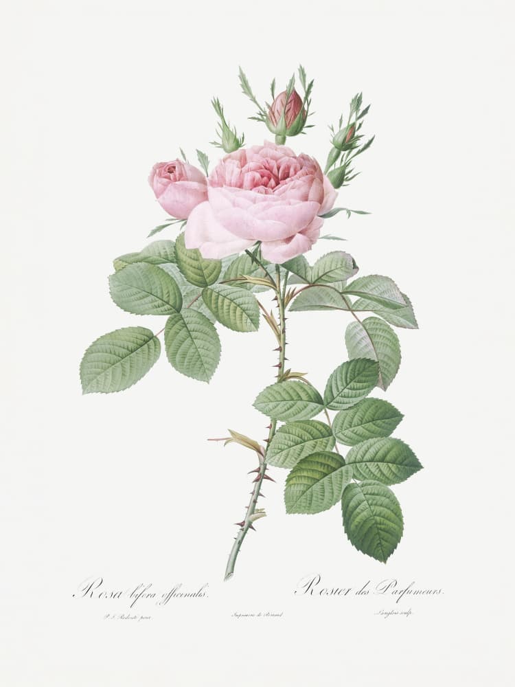 Rosa Bifera Officinalis,les Roses (1817–1824) by Pierre-Joseph Redoute — canvas wall art