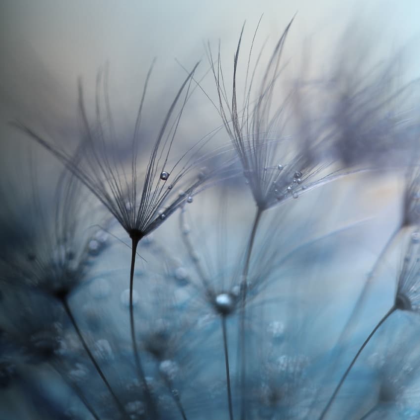 Dandelion Dew Drops