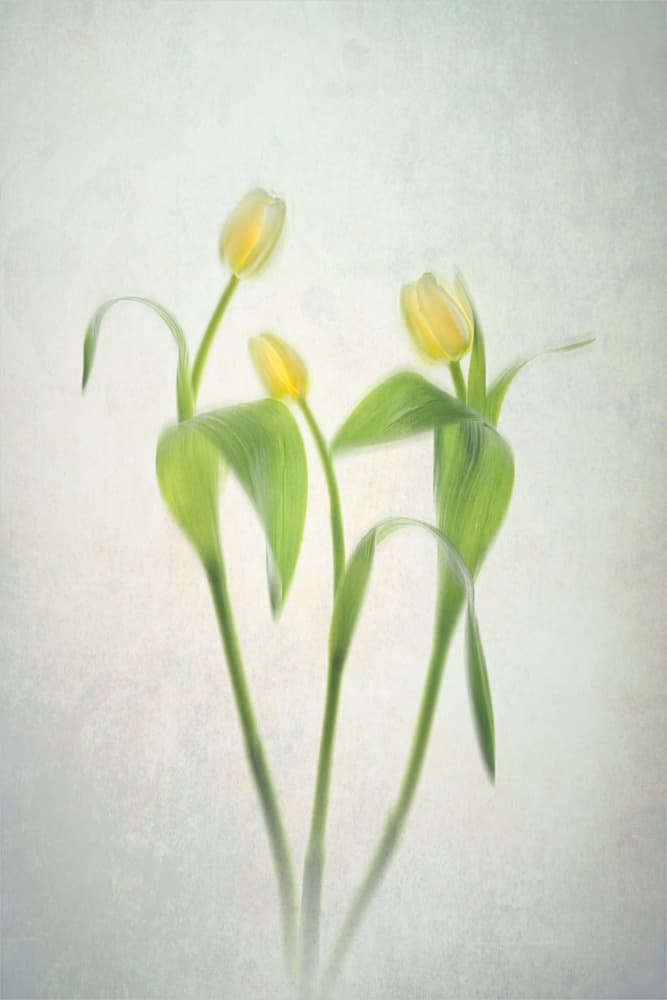Soft Yellow Tulips by Lydia Jacobs — canvas wall art