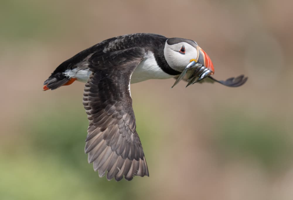 Flying Puffin's Catch by Chris Latham — canvas wall art