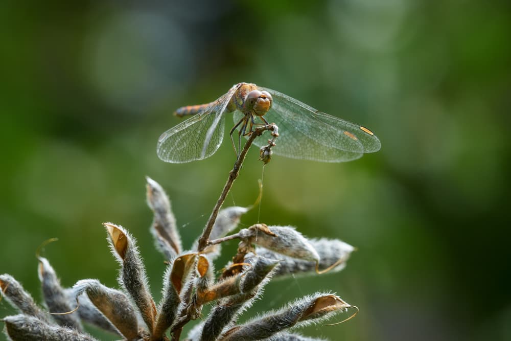 Dragonfly resting on lupine seedpods by Bodo Balzer — canvas wall art