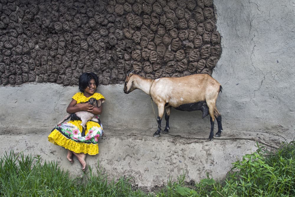 Happy Girl and Goats by Rajat Dawn — canvas wall art