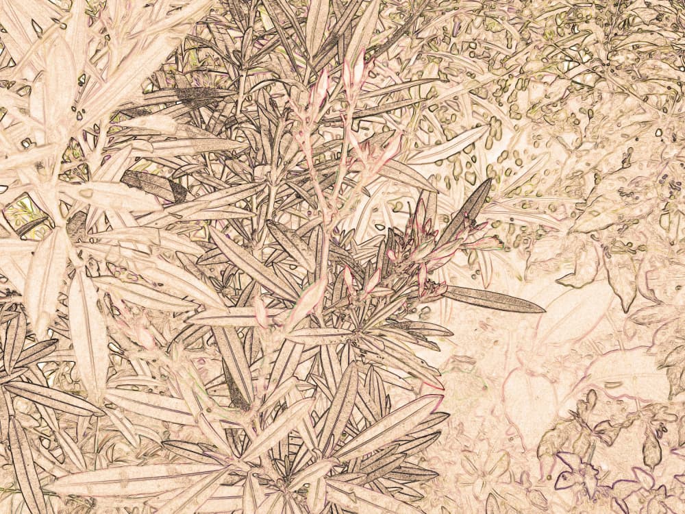 Warm Botanical Sketch by Santhosh ch — canvas wall art