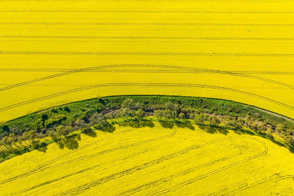 Vibrant Canola Fields by Irene Wu — canvas wall art