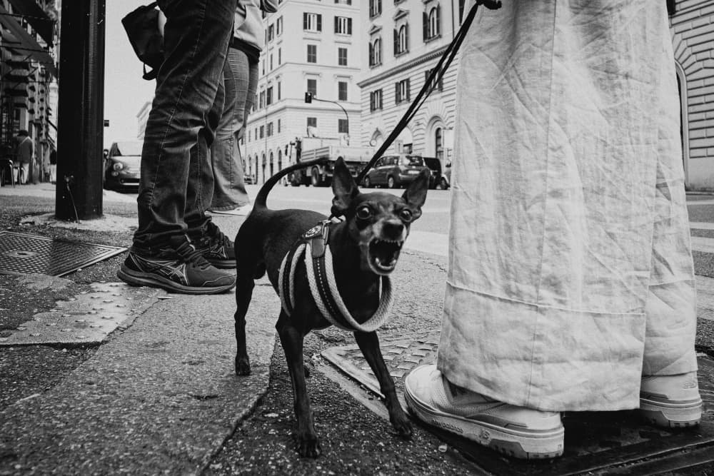 Furious Urban Dog by Selaru Ovidiu — canvas wall art